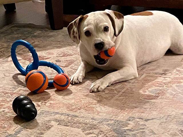 White dog with toy ball