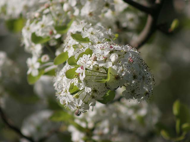 white flowers blooming in front of building