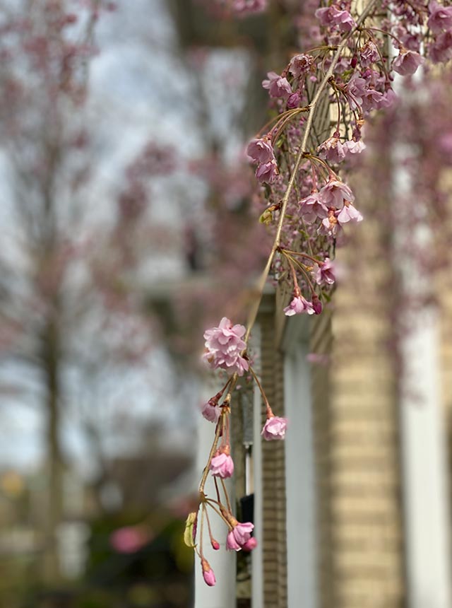 pink flowers blooming in front of building