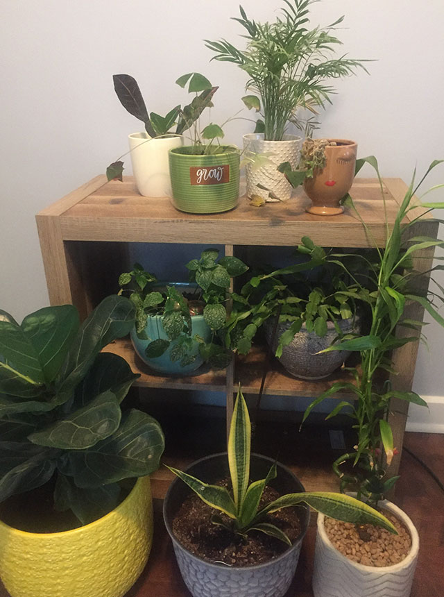 Collection of numerous houseplants