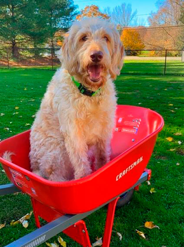 gold dog in small wheel barrel