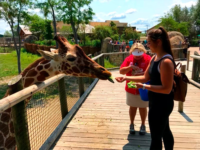 Kaitlyn feeding giraffe