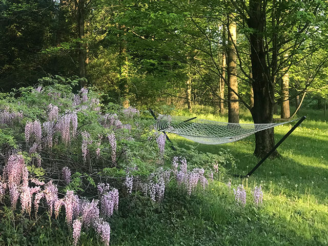 hammock in backyard