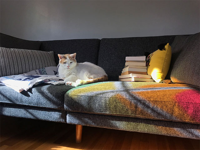 cat on couch with books