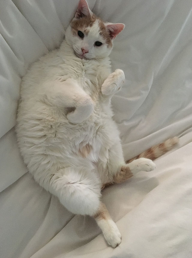 Toby the white cat