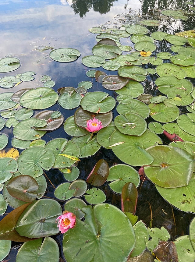 Pictures of frog pads in a lake.