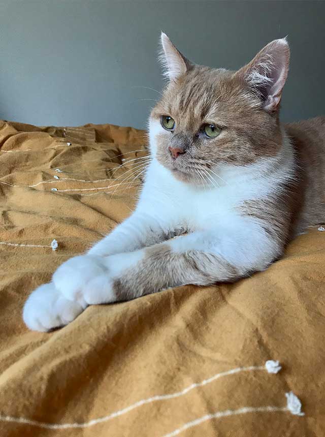 Brown and white cat on bed