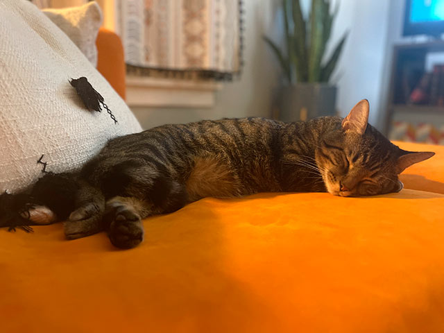 brown cat laying on bed