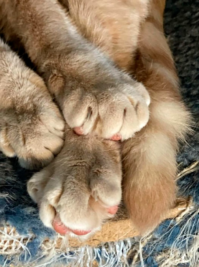close up photo of cat paws