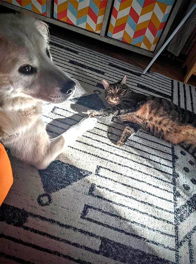 White dog laying with brown cat on floor