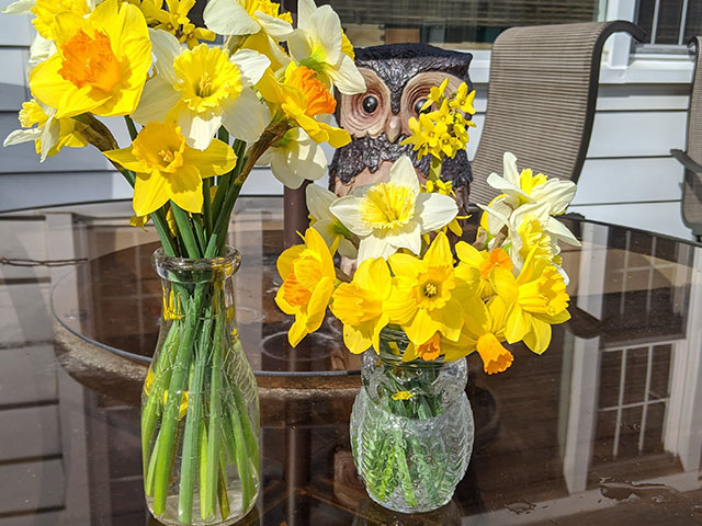 daffodils in vase on table