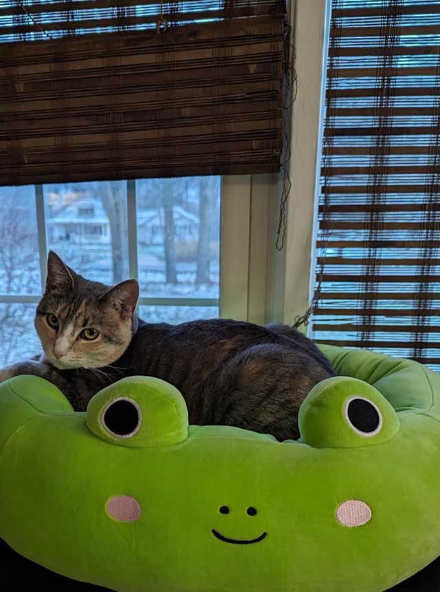 Cat laying on frog pillow
