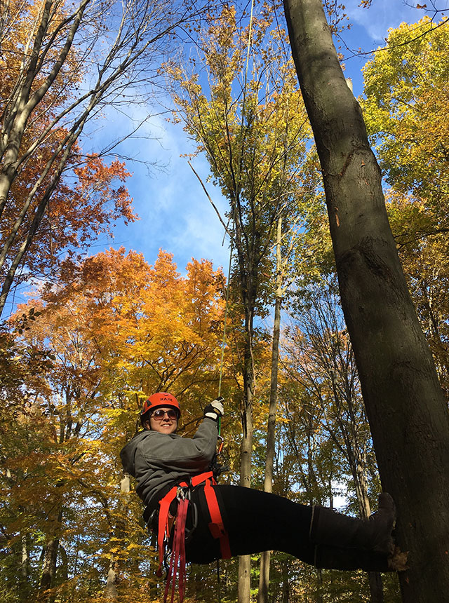 Sierra tree climbing