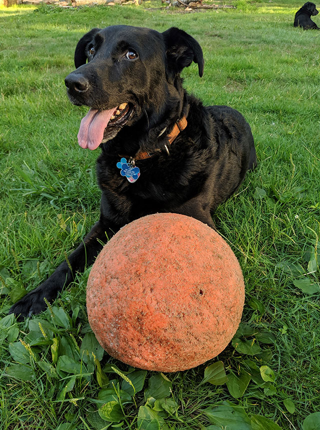 toby the dog with ball