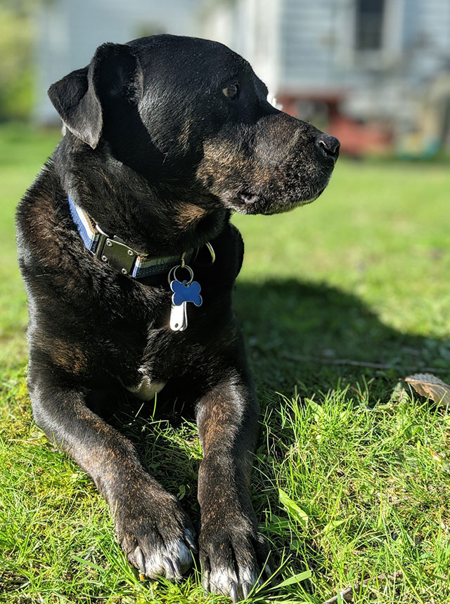remi the dog