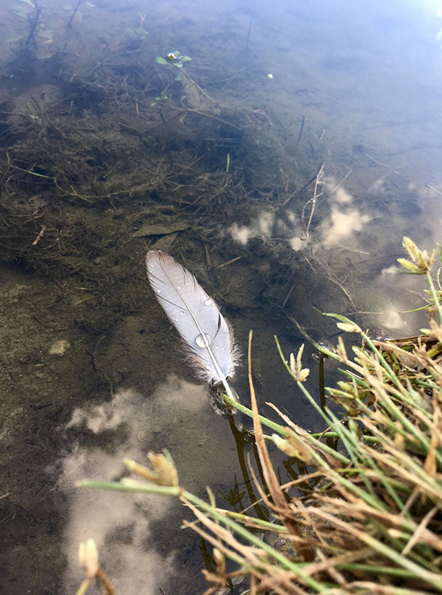 feather in the water